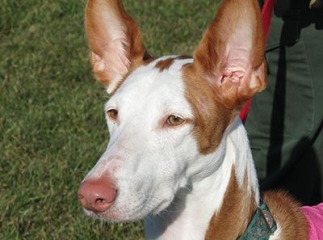 Chien podenco d’Ibiza